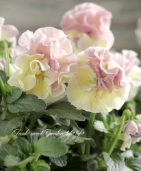 Ȭ�ź餭�ѥ󥸡����إե����꡼���塼��١���礵����إ��������