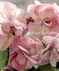 Ȭ�ź餭�ѥ󥸡����إե����꡼���塼��١���礵����إ�����