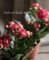 <i>Kalanchoe Queen<BR>RoseFlowersMadrid</i><BR><BR>QweenȬź餭<BR>󥳥إޥɥ꡼ɡ