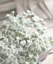 �դ�դ�Υ���С��꡼�ա��إХ�������