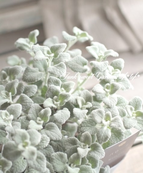 シルバーりーふ ふわふわのシルバーリーフ 『バロータ』 | すべての商品 | | Junk