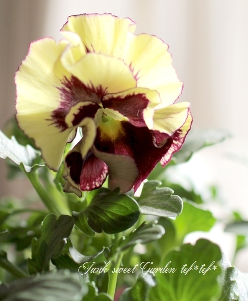 【希少・限定品】大倉陶園 シェイクスピアフラワーズ パンジー トリオ Amazon.co.jp: 大倉陶園 限定品 シェイクスピアフラワーズ 真夏の夜の