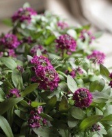 <i>Lobularia hybrid</i><BR><BR>�������ȡ�����å���<BR>�إХ�����åȡ�