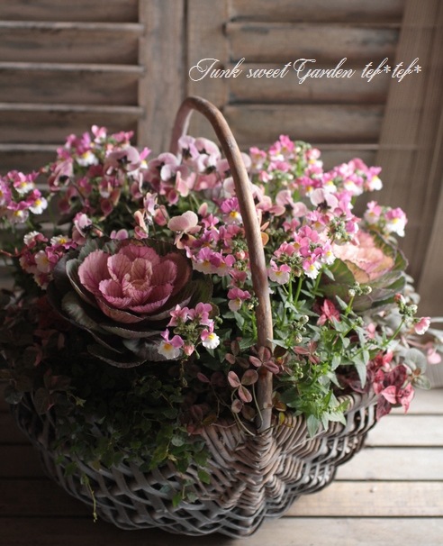 季節の寄せ植え　葉牡丹　キャスケード型 葉牡丹だけの寄せ植えを作りました〜💕「2022秋〜2023春♡」の