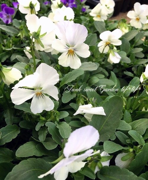 Viola��wittrockiana �ӥ��顦�ӥӡإ��ꥢ�ۥ磻�ȡ�