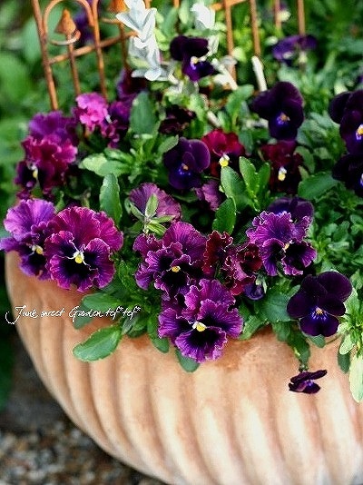 i>Viola×wittrockiana </i><BR><BR>ビオラ・ビビ『クリアホワイト