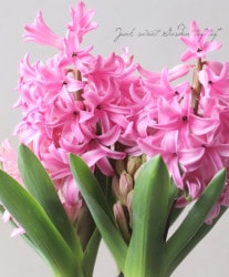 ヒヤシンス様 楽天市場】選べる花色「 ヒヤシンス 球根 」赤 桃 紫 空色 白