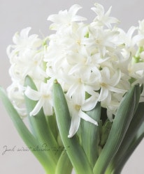 Flower Species,ヒヤシンス | Junk sweet Garden tef*tef*