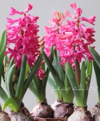 Flower Species,ヒヤシンス | Junk sweet Garden tef*tef*