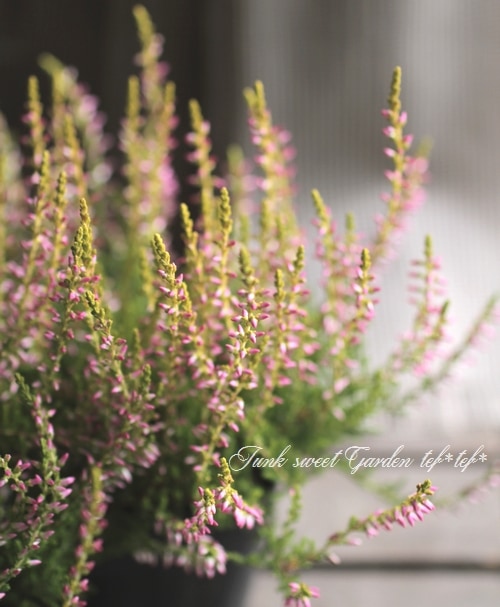 I Calluna Vulgaris I Br Br カルーナ ガーデンガールズ Br グリーン ピンク花no 7 Flower Species Junk Sweet Garden Tef Tef