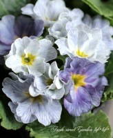<i>Primula</i><BR><BR>�����Ѥ�롪�ץ���<BR>�إ֥롼�٥꡼�ѥ�åȡ�