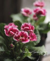 �ץ��顦����ꥢ�󡡡ؽ�����������