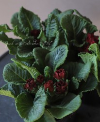 �ץ��顦�ץ���ʥ���ꥢ�󡡡إ��祳�졼�ȡ�