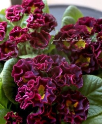 ץ顦ꥢ󡡡AkaKuro--١碌󥰡ֹ