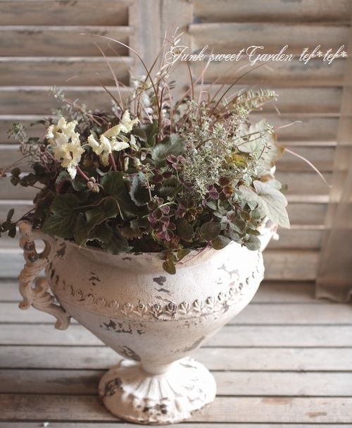 寄せ植え　フワリページ　プティフール プティフール寄せ植え フワリ様