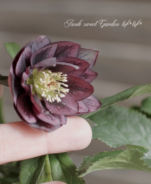 匿名発送〉114 クリスマスローズ 段咲き sd ベイン 株分け ホワイト