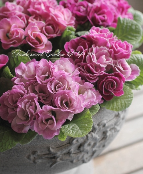 レンズ　まとめ売り　不揃い　いろいろ　※バラ売り不可 大須賀さん家のスプレーバラ～ 2色20本ミックス: あいちゴコロ|【JA