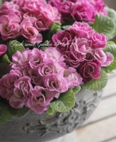 <i>Primula</i><BR><BR>�Ŷ񾾲���ݤ��󥪥ꥸ�ʥ��ʼ<BR>�Х�餭�ץ��顦����ꥢ��
