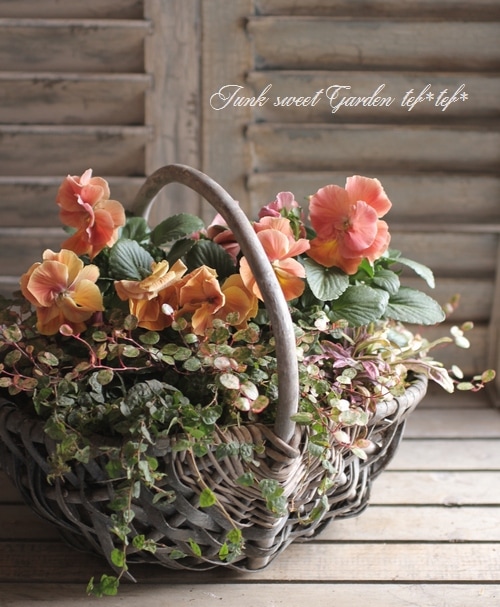 可愛いパンジーの寄せ植え 寄せ植えもりもり作っています✨ お店に株がしっかりしていて可愛い