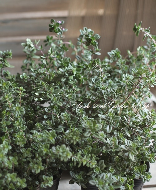 ハーブ レモンタイム すべての商品 Junk Sweet Garden Tef Tef