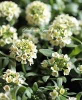 <i>Lobularia hybrid</i><BR><BR>�������ȡ�����å��� �إ����ܥ꡼��