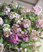 <i>Lobularia hybrid</i><BR><BR>���١����֤��İ�����<BR>��2�ĥ��åȡۥ������ȥ���å���<BR>��MIX���顼��