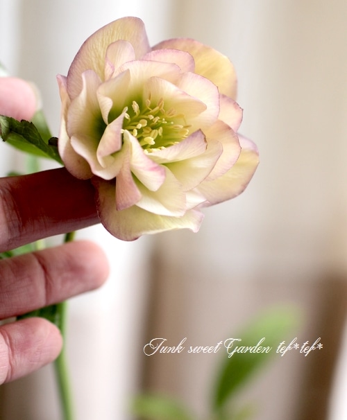 八重咲きクリスマスローズ ハイブリット 寄せ植えサイズ 色いろいろ すべての商品 Junk Sweet Garden Tef Tef