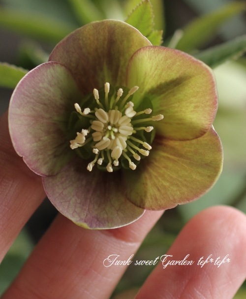 クリスマスローズ開花株　sdグリーンゴールド大和園　sd多弁アンティーク他交配済 クリスマスローズ開花株 sdグリーンゴールド大和園 sd多弁アンティーク