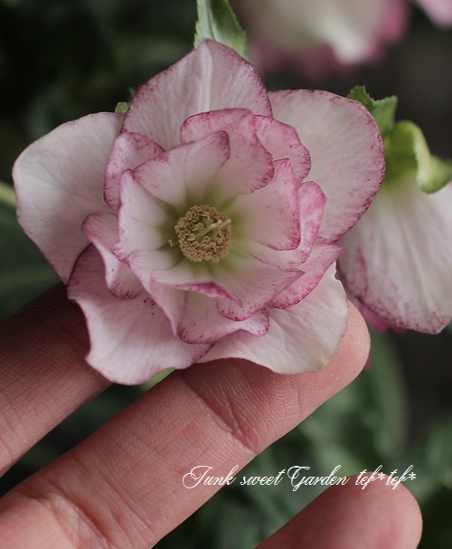 大和園・佐藤さん作出<BR>クリスマスローズ・開花株！5号鉢<BR