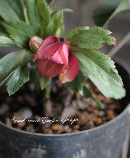 大和園・佐藤さん作出<BR>クリスマスローズ・開花株！5号鉢<BR