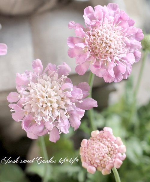 スカビオサ ピンク すべての商品 Junk Sweet Garden Tef Tef