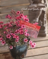 <i>Leptospermum scoparium</i><BR><BR>Ƽե奦Х<BR>ץȥڥޥ<BR>إʥ˥塼ࡦ֥