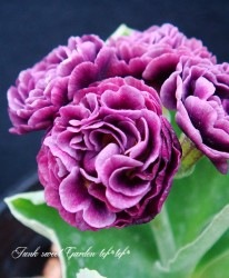 ���ʥץ��顦�����ꥭ��� ����������ɥ��֥�� �إ���������С���