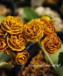 ���ʥץ��顦�����ꥭ��顡����������ɥ��֥�ϡ��إ�����ǥ󥹥ץ�������