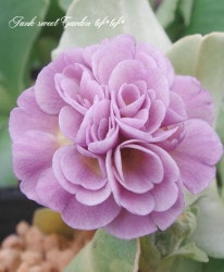 ���ʥץ��顦�����ꥭ��� ����������ɥ��֥�� �إ�����ʡ�