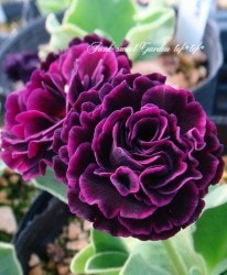 ���ʥץ��顦�����ꥭ��顡����������ɥ��֥�ϡ��إ��֥륢����