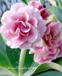 ���ʥץ��顦�����ꥭ��顡����������ɥ��֥�� �إ˥�ա�