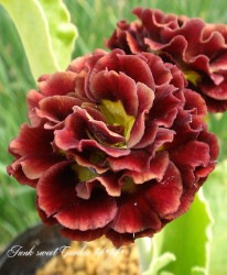 ���ʥץ��顦�����ꥭ��顡����������ɥ��֥�ϡ��إ�ȥ롦�����å���