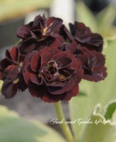 <i>Primula auricula</i><BR><BR>���ʥץ��饪���ꥭ���<BR>����������ɥ��֥��<BR>�إ�������������