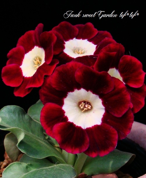 銘品プリムラ・オーリキュラ ライトセンターアルパイン系 『アーガス