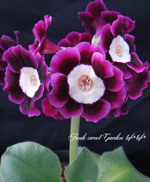 i>Primula auricula</i><BR><BR>銘品プリムラ・オーリキュラ<BR>ライト