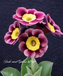 ���ʥץ��顦�����ꥭ��顡������ɥ��󥿡�����ѥ���ϡ��إ˥��ƥ���