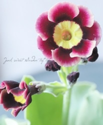 ���ʥץ��顦�����ꥭ��顡������ɥ��󥿡�����ѥ���ϡ��إץ�󥹡�������