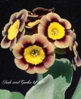 ���ʥץ��顦�����ꥭ��顡������ɥ��󥿡�����ѥ���ϡ��إ꡼���ݡ����