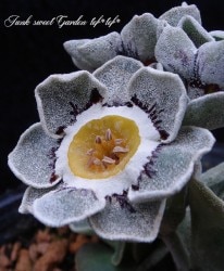 ���ʥץ��顦�����ꥭ��� ���쥤/�ۥ磻�ȥ��å��� �إ롼�ɥ�����