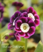 ���ʥץ��顦�����ꥭ��� �饤�ȥ��󥿡�����ѥ���� �إ���ɥ��