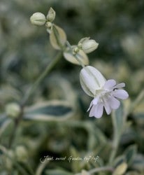 �����ꥷ��ͥ�˥ե����顡�إХꥨ������ �١إɥ�åĥХꥨ������ ��