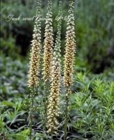 <i>Digitalis obscura</i><BR><BR>ꥹե륮ͥ<BR>إСϥɡ