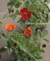 ݥƥƥ顦var륮ե顡.إåȥåȡ