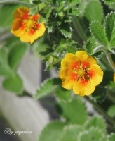 <i>Potentilla</i><BR><BR>ݥƥƥ<BR>.var륮ե